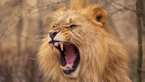 Southwest African lion yawning