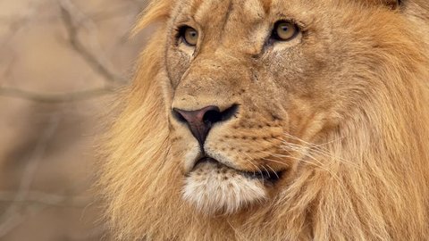 Southwest African lion gaze
