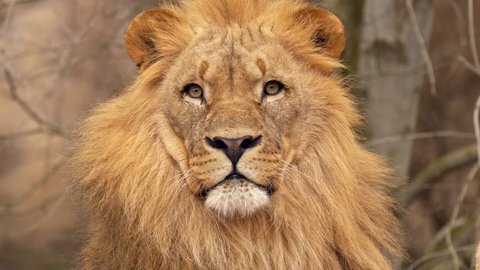 Southwest African lion gaze