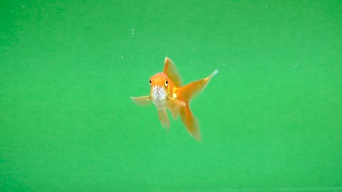 Gold fish fun swimming on green screen, fast isolated