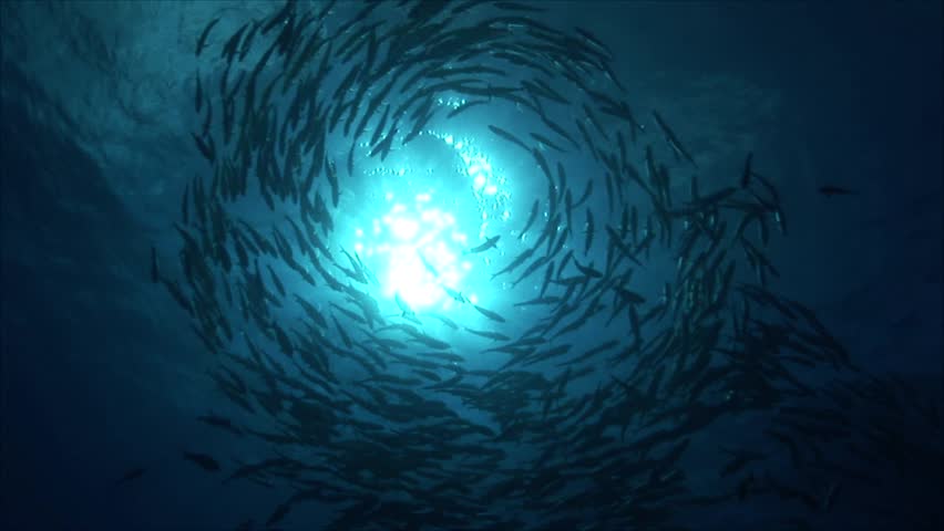 Big eye jackfish circling the sun-underwater