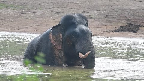 Asian Elephant (Elephas maximus), a male big mammal, soaking in water pond for healing wound after fighting with bigger elephant at Khao Yai National Park, Thailand. Wild animal in natural habitat.