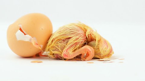 Chick Emerges from the Eggshell. Recording was Isolated on a White Background in timelapse.
