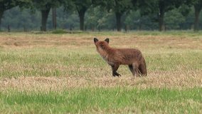 Red fox vixen (vulpes vulpes) is looking for food for her puppies - wildlife - HD stock video

