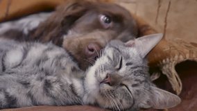 cat and a dog are sleeping together friendship indoors funny video. cat and dog