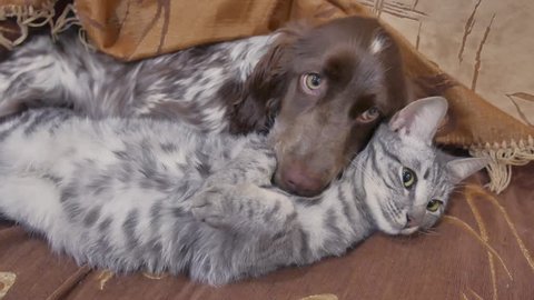 cat and friendship a dog are sleeping together indoors funny video. cat and dog