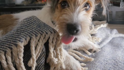 Naughty wire haired Jack Russell Terrier puppy chews on a blanket in 4k. The adorable young dog gnaws on a blanket in front of a fireplace. The pure breed canine was a rescue from the animal shelter.