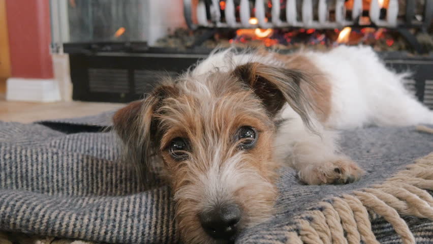 Wire Haired Jack Russell Terrier 