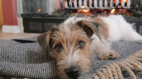 wire haired jack russells