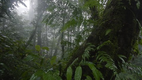 4k High Humidity Of Rainforest Stockvideos Filmmaterial 100 Lizenzfrei Shutterstock