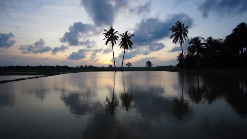 sunset at paddy field Malaysia