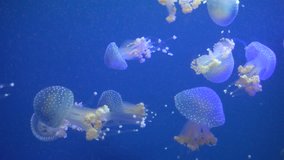 Jellyfish floating slow