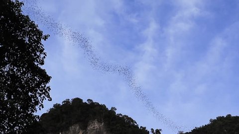 Bat Exodus, At Gunung Mulu National Park
