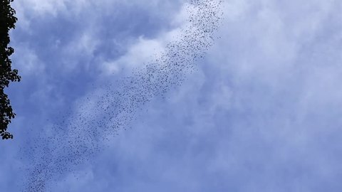 Bat Exodus, At Gunung Mulu National Park