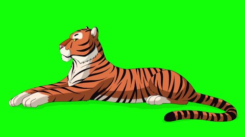 Big Tiger Lies and Growls. Animated Motion Graphic Isolated on Green Screen