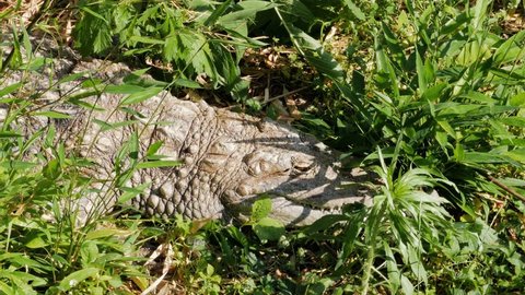 Alligator sleeping in grass