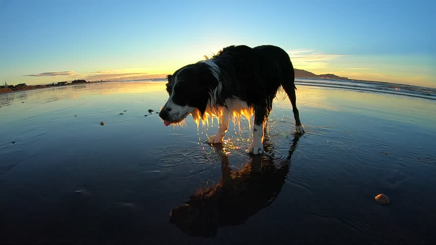 Border collie dogs shaking off water on sandy beach, ultra slow motion Royalty-Free Stock Footage #1007784007