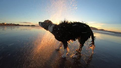 Border collie dogs shaking off water on sandy beach, ultra slow motion