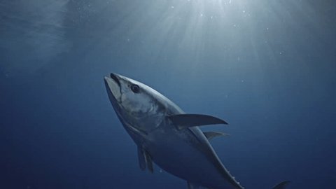 yellow fin tuna in clear blue water and amazing light in Mexico, Guadalupe Island during great white shark cage diving