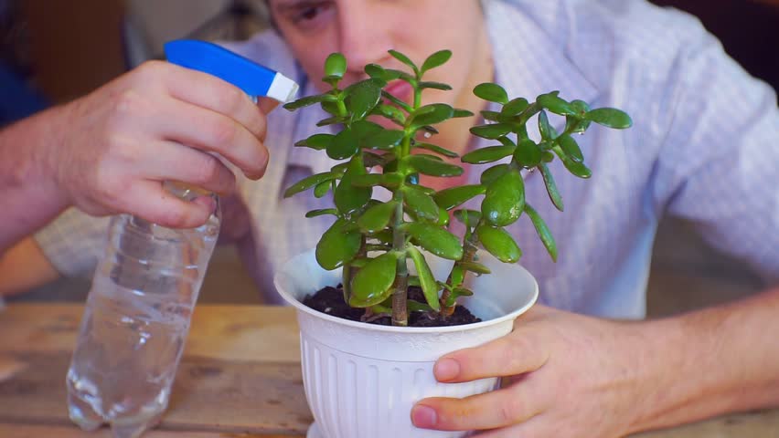 caring owner carefully watering his plant Royalty-Free Stock Footage #1007790175