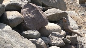 Professional video of giant lizard hiding into rocks in 4K slow motion 60fps
