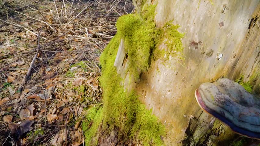 Tree trunk with moss on it in the sun