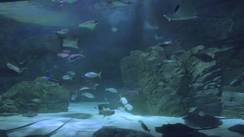 Wide shot of fish swimming in an very large aquarium