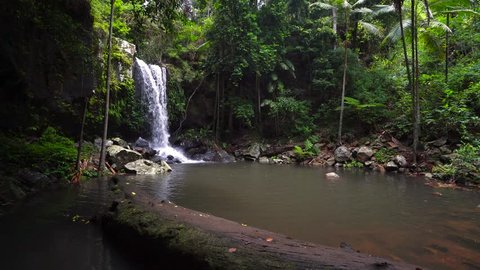 Curtis Falls is a popular waterfall for tourists and locals to visit on Mount Tamborine in the Gold Coast, Queensland, hinterland. Australian rainforest.