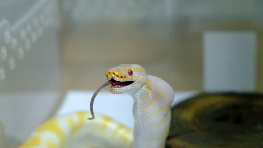 Snake eating a rat.Ball python (python regius) Royalty-Free Stock Footage #1007812684