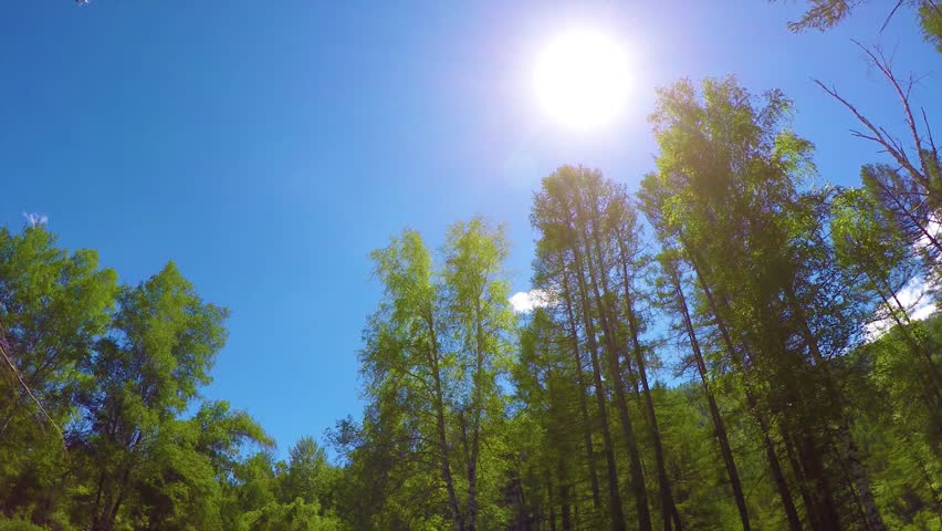 Bright Sun through colorful fall trees. Wide angle view to the tops. Background.