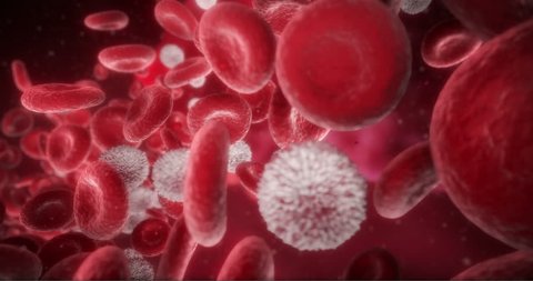 White Blood Cells, Also Called Leukocytes or Leucocytes, and Red Blood Cells in an Artery. 3D Animation of Blood Cells Traveling Through a Vein.