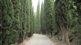 Cypress alley in Tbilisi botanical park - Georgia - Powered by Shutterstock - Get 15% off with code: PIKWIZARD15