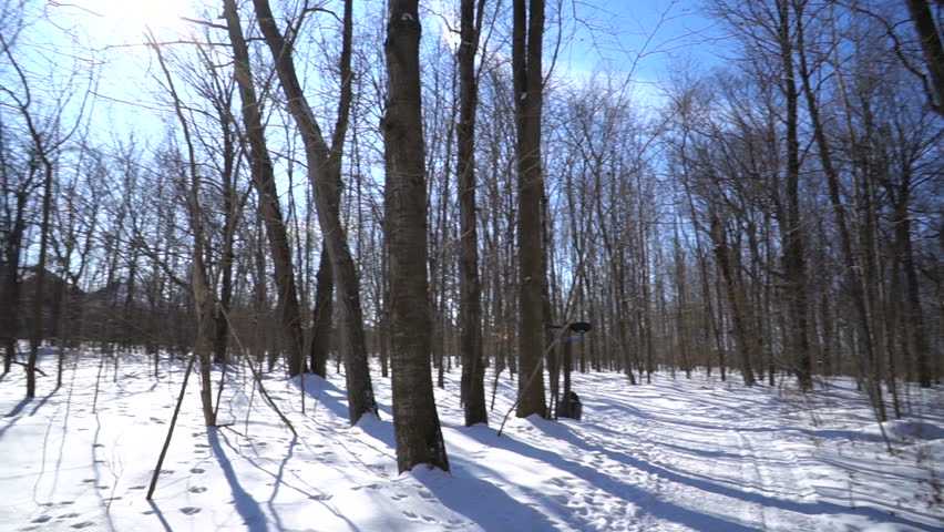 Canadian Winter Forest Walk-Through. Centennial Park in West Island of Montreal (Smooth Gimbal)