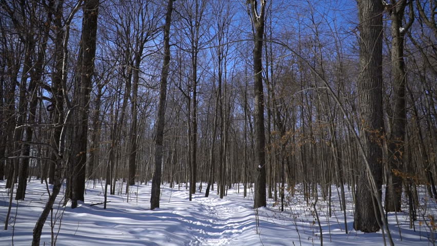 Canadian Winter Forest Walk-Through. Centennial Park in West Island of Montreal (Smooth Gimbal)