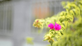 Flowers and morning dew with blurred background 