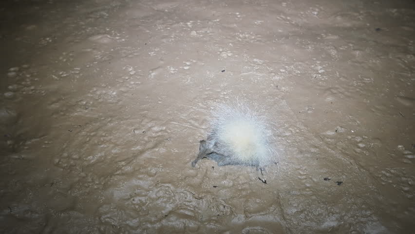 Cave inhabitants. Bat died and on her corpse grew big silvery mold fungi (Mucor mucedo). Speleobios, Cave biocenosis. Mystery dungeons, miracle flower.