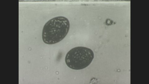 1940s: Tapeworm egg under microscope hatches, operculum opens, embryo squeezes out slowly.