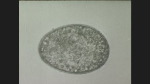1940s: Morphology of tapeworm egg under microscope, developing embryo shows movement.