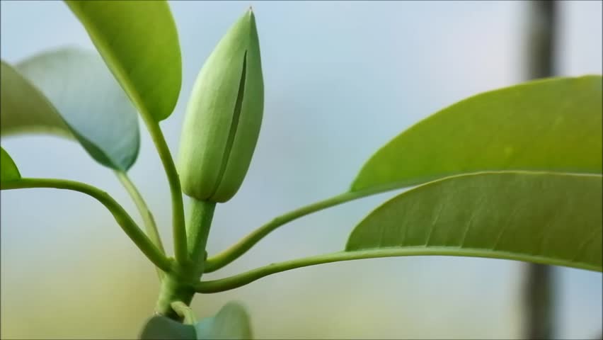 Green rhododendron flower on blue sky background