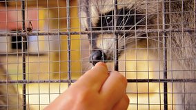 Video FullHD (1920x1080) - Pair of adorable raccoons in a cage reinforced with wire mesh. bieng fed peanuts by hand through the wires.