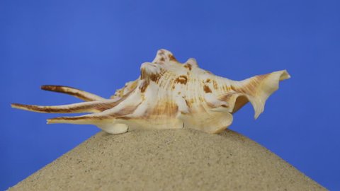 Rotation, light brown, beautiful seashell lies on sand. Isolated