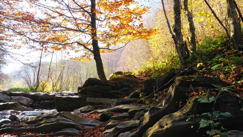 The mountain river in autumn forest at amazing sunny day