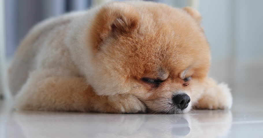 cute puppy pomeranian dog sleeping daydream in home