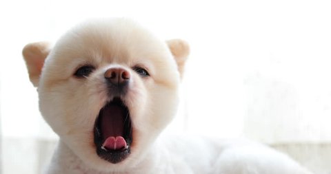 white pomeranian dog cute pet, close-up round animal funny face grooming short hair style