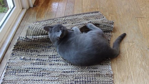 A grey cat (Russian Blue) makes a mess of a kitchen rug as he plays