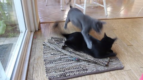 Two young cats pounce, lick each other and play fight