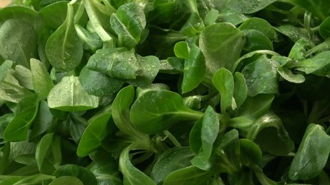 Fresh lettuce salad. Green lettuce leaves (Valerianella locusta) 