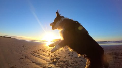 Border collie dogs jumps and catches tennis ball on beach at sunet
