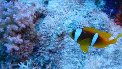 Coral reef, tropical fish. Warm ocean and clear water. Underwater world. Diving and Snorkelling. Coral reef and beautiful fish. Underwater life in the ocean. Tropical fish on coral reefs. S
