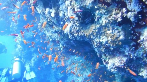 Coral reef, tropical fish. Warm ocean and clear water. Underwater world. Diving and Snorkelling. Coral reef and beautiful fish. Underwater life in the ocean. Tropical fish on coral reefs. S